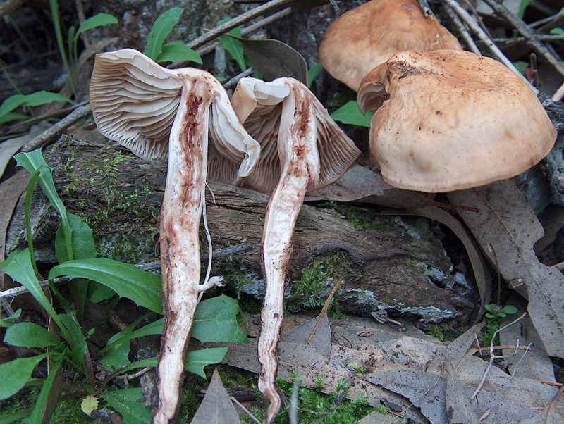 Collybia fusipes? e ?